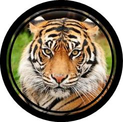 tiger framed in a circle frame